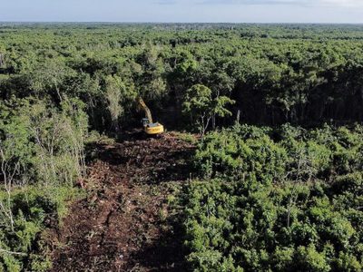 Tren Maya: el nuevo Poder Judicial rechaza amparo para detener destrucción de selva