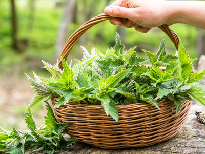 La planta que crece en tus macetas y que todos detestan, pero no deberían cortarla jamás