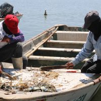 México, lejos de cumplir sus compromisos ambientales en actividades pesqueras: Oceana