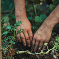 La razón por la que deberías agregarle leche a tus plantas para que luzcan vigorosas
