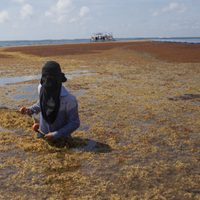 WWF urge a México regular manejo, recolección y aprovechamiento de sargazo