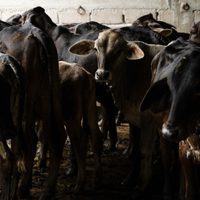 Investigan en Tabasco posible ingreso ilegal de ganado centroamericano; aseguran 336 semovientes
