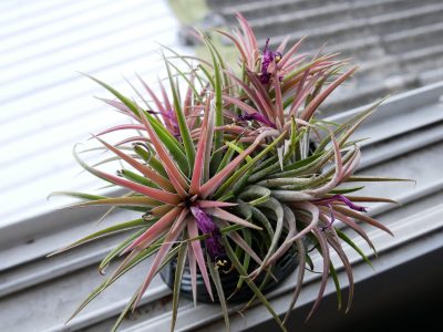 La planta considerada la mayor enemiga de los árboles que muchos tienen en casa para atraer la suerte
