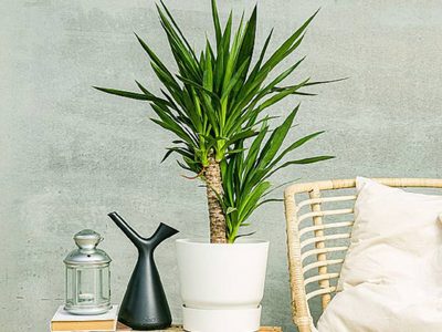 3 plantas altas que necesitan muy pocos cuidados y son perfectas para poner dentro de casa