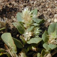La planta que crece entre las piedras, muchos la arrancan de su jardín, pero es oro puro: por qué