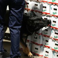 Bélgica incauta cifra récord de cocaína ante aumento de violencia por narcotráfico en la UE