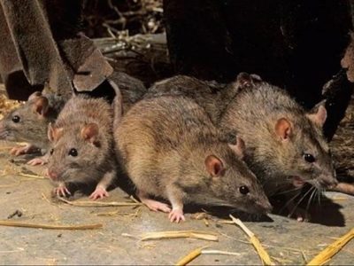 El Ministerio de Salud confirmó un caso de hantavirus en San Martín de los Andes