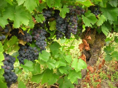 Si tenés una Parra, este es el secreto para que no crezca de vicio y estalle de uvas este verano