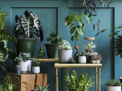 Aprovechá su energía al máximo: la planta que deberías tener en tu casa según tu signo del zodiaco
