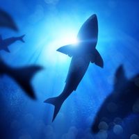 Descubren en Nueva Zelanda 3 especies de tiburones que brillan en la oscuridad