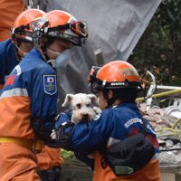 Vecinos del multifamiliar Tlalpan se amparan para prolongar labores de rescate