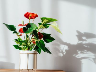 La planta de moda que podés cultivar muy fácil en agua y llenar de color toda tu casa