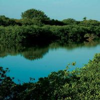En seis años se han descubierto 21 nuevas especies de flora y fauna: Conanp