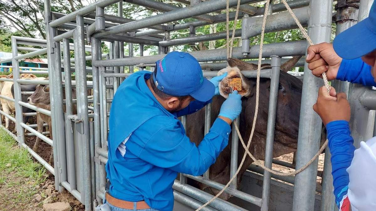 Técnicos del Instituto de Protección y Sanidad Agropecuaria (IPSA) de Nicaragua y del Organismo Internacional Regional de Sanidad Agropecuaria (OIRSA) en una visita de seguimiento a puestos de control de movilización de ganado en Nicaragua, en el marco de la emergencia regional por la plaga de gusano barrenador