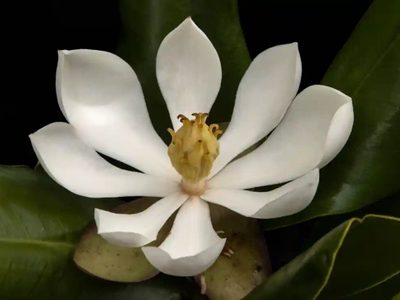 Redescubrieron en Haití una especie de magnolia que se creía perdida: no se veía desde 1925