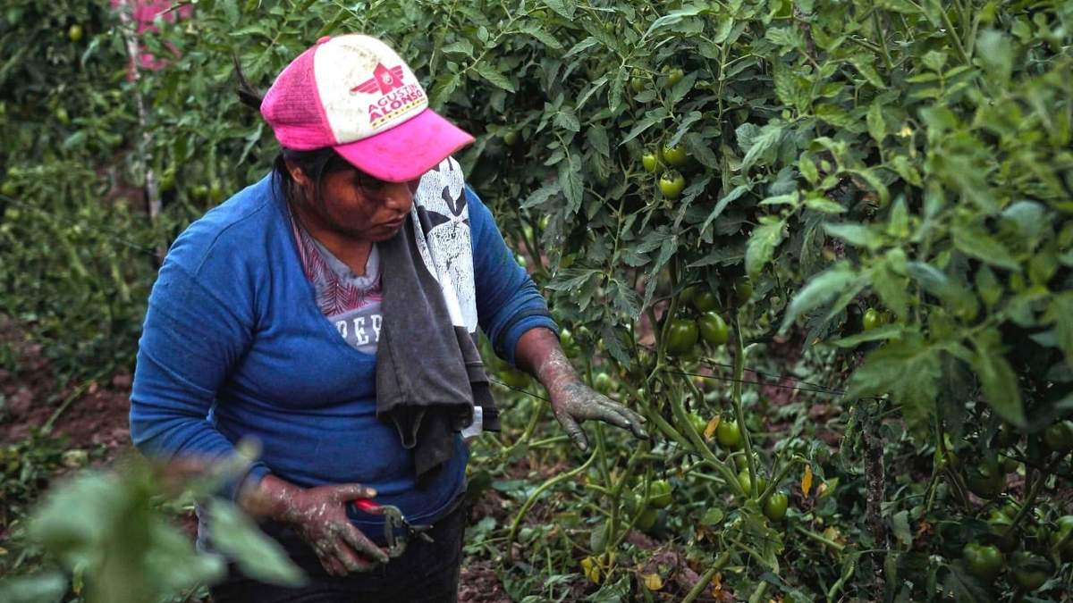Producción de jitomate en el municipio de Tixtla, Guerrero
