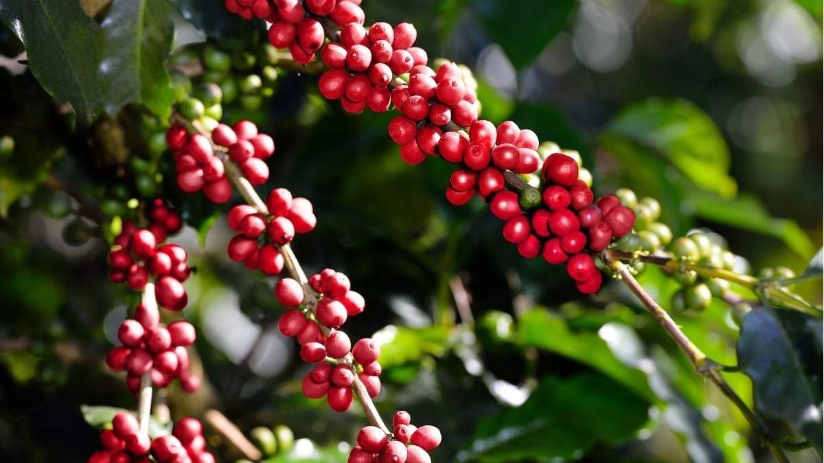 Un plantío de café