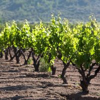 Cariñan: la cepa que renació en Chile