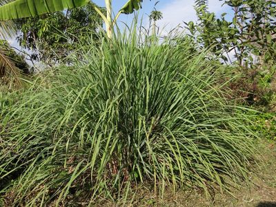 Tres plantas estratégicas para un hogar sin insectos