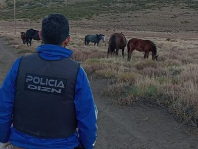 Múltiples allanamientos para dar con una banda dedicada al robo de caballos