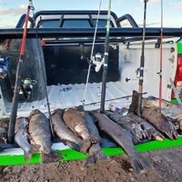 Caza y pesca furtiva: encontraron restos de un guanaco y de truchas arcoíris y marrones