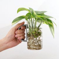 Plantas: tenés que probar este increíble truco para fertilizar tus esquejes en agua