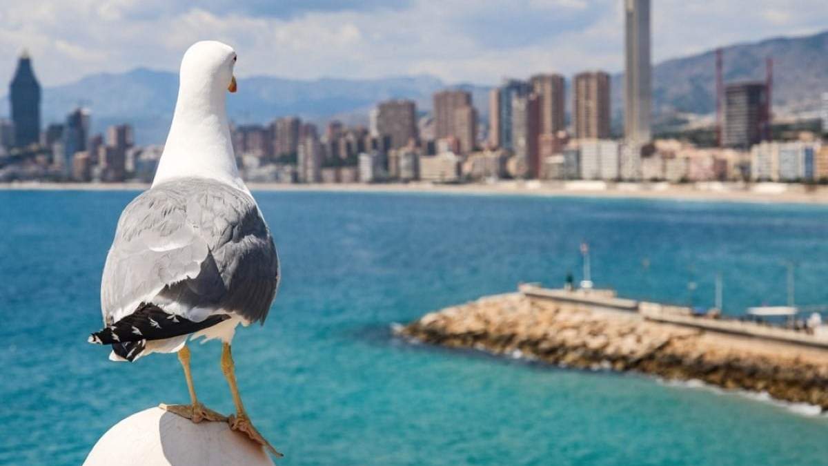 Gaviota. Fuente: (Instagram)