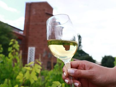 Investigadores lograron una levadura que potencia la tipicidad del Torrontés