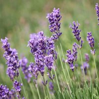 Mi Lavanda está fea y leñosa: el consejo de los expertos jardineros para que en primavera explote de flores