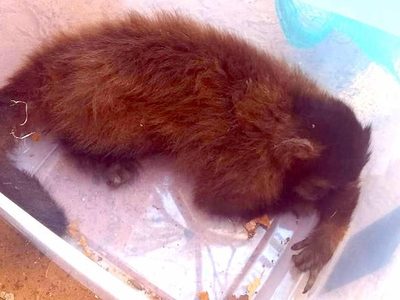 Denuncian ataques a simios en Brasil presuntamente motivados por temor a la viruela del mono