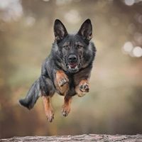 Curiosidades del ovejero alemán: un perro que entiende todo y siempre quiere estar a tu lado