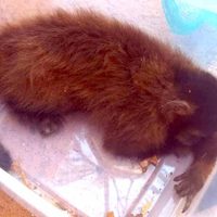 Denuncian ataques a simios en Brasil presuntamente motivados por temor a la viruela del mono