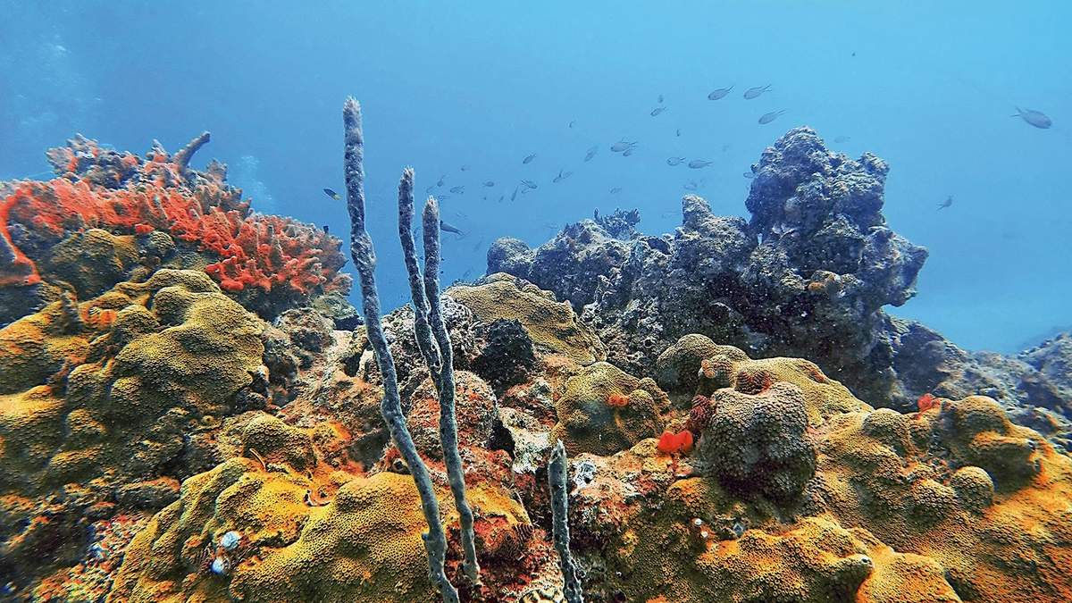 Biodiversidad en peligro