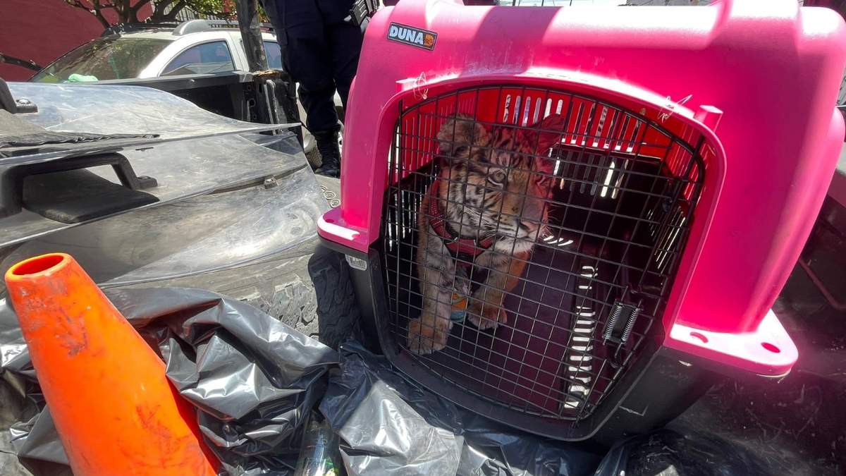 Tigre rescatado
