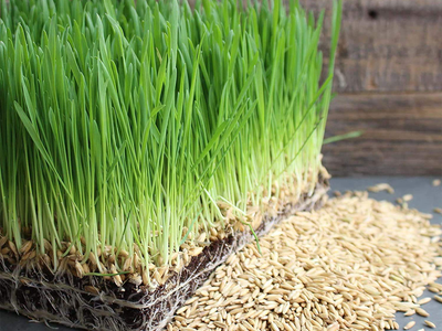 Cultivá tu propia avena en casa con esta técnica infalible de los expertos jardineros