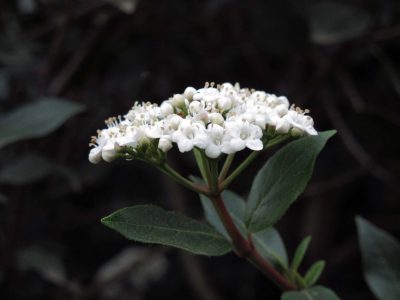 La planta que aguanta todo, decora tu jardín a la perfección y sobrevive con el mínimo cuidado