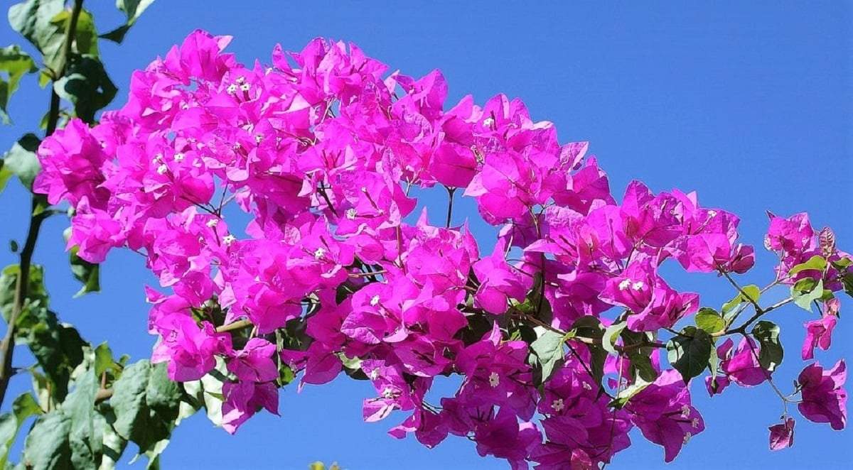 Plantas. Fuente: (X)