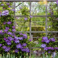 Con flores divinas: la planta trepadora de bajo mantenimiento que es perfecta para decorar muros o balcones