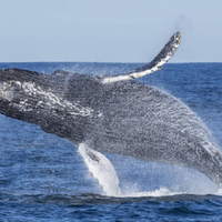 Avistaje en la Patagonia: la ballena Sei que sorprende a turistas en Comodoro Rivadavia