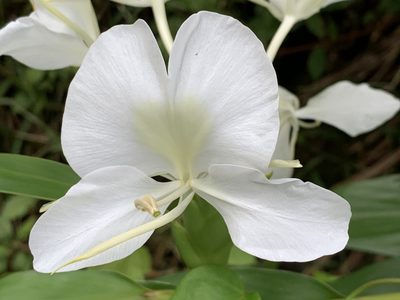 La planta gigante que da una flor similar a la orquídea pero con perfume y que ama el agua de lluvia