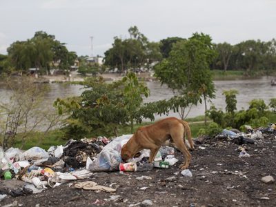 500 mil perros y gatos son abandonados al año en México