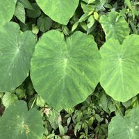 La planta de hojas XXL que sobrevive en macetas o estanques y casi no necesita mantenimiento