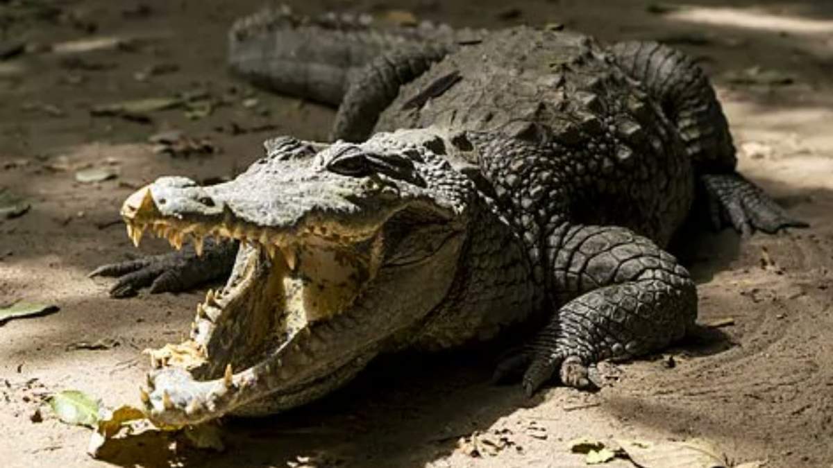 Cocodrilo atacó a turista