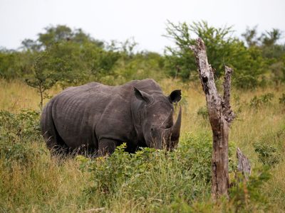 Vuelta a casa: los rinocerontes vuelven a Mozambique tras más de 40 años extintos en el país