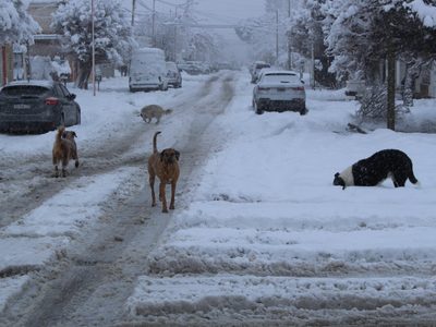 Zapala: cuando la nieve se convierte en un padecimiento