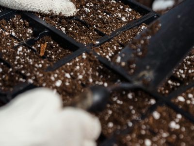 Perlitas: el secreto para un jardín perfecto