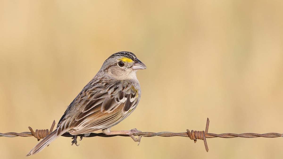 Curiosidades sobre el Cachilo Ceja Amarilla o Chingolo de los Pajonales. Fuente: (X)