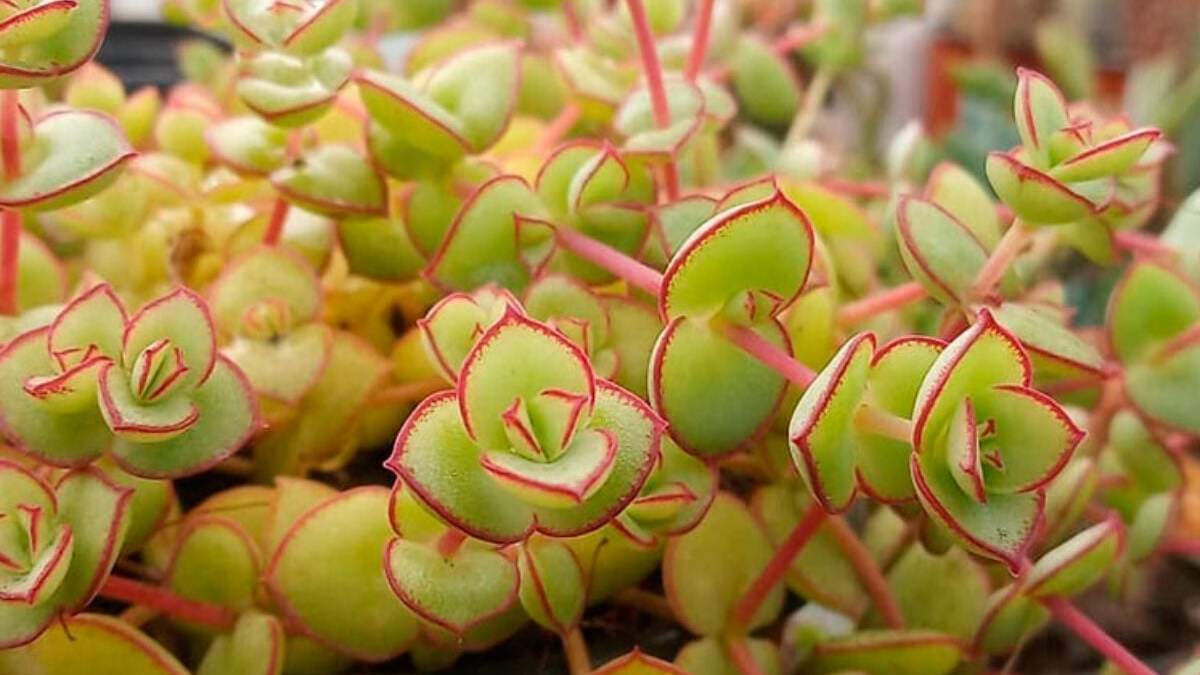 Crassula Pellucida, la suculenta colgante idónea para principiantes. Fuente: (X)