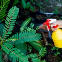 Cuidá tus plantas de forma natural y económica con este insecticida casero muy fácil de hacer