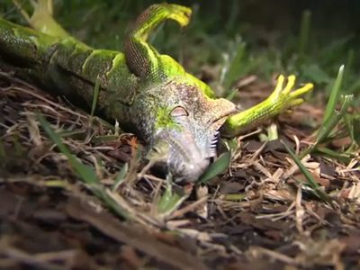 Insólito: iguanas caen congeladas desde los árboles en Florida a causa de una gran ola de frío